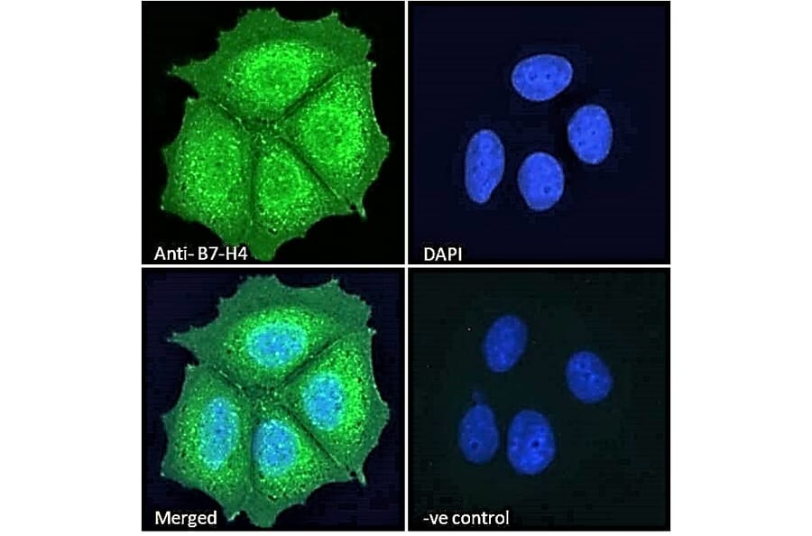 Immunofluorescence - Anti-B7H4 Antibody (A84379) - Antibodies.com