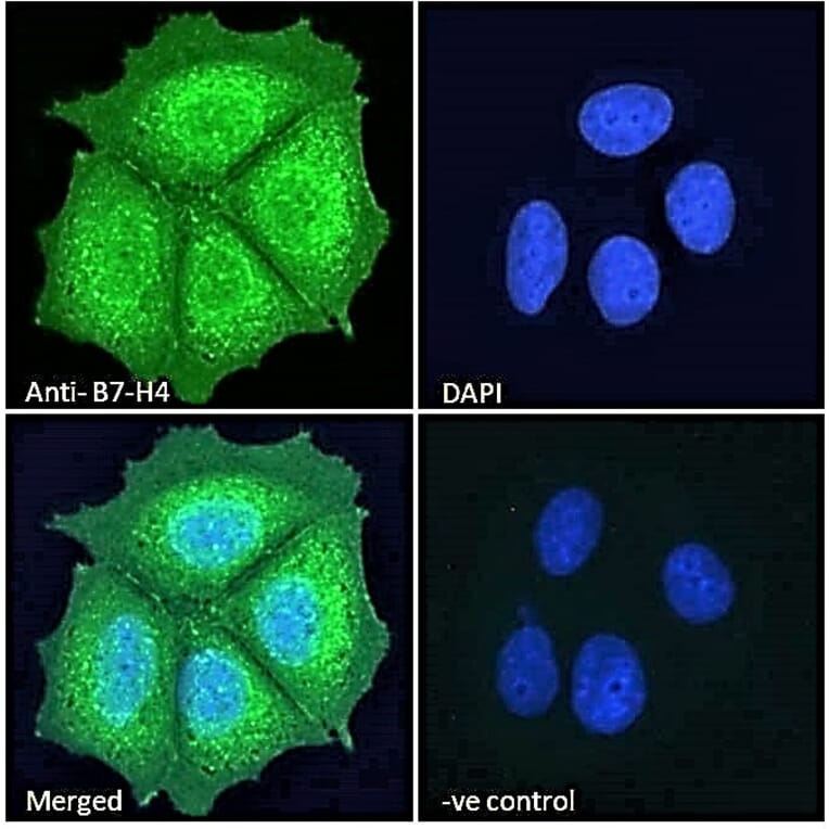 Immunofluorescence - Anti-B7H4 Antibody (A84379) - Antibodies.com