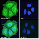 Immunofluorescence - Anti-B7H4 Antibody (A84379) - Antibodies.com