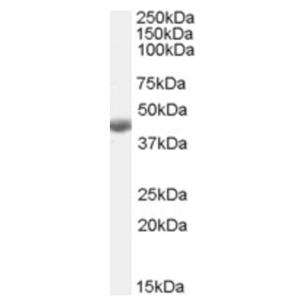 Western Blot - Anti-BHMT Antibody (A84380) - Antibodies.com