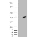 Western Blot - Anti-BHMT Antibody (A84380) - Antibodies.com
