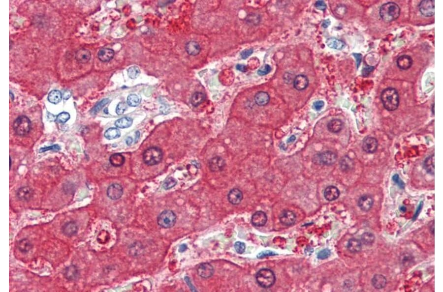 Immunohistochemistry - Anti-BHMT Antibody (A84380) - Antibodies.com