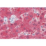 Immunohistochemistry - Anti-BHMT Antibody (A84380) - Antibodies.com