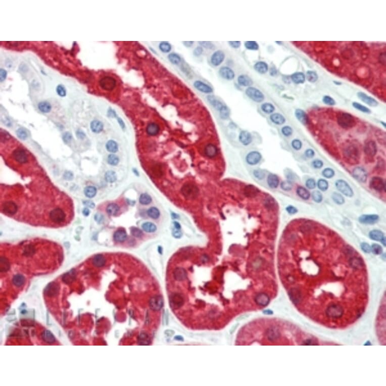 Immunohistochemistry - Anti-BHMT Antibody (A84380) - Antibodies.com