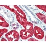 Immunohistochemistry - Anti-BHMT Antibody (A84380) - Antibodies.com