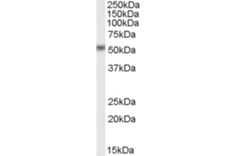 Western Blot - Anti-STEAP4 Antibody (A84383) - Antibodies.com