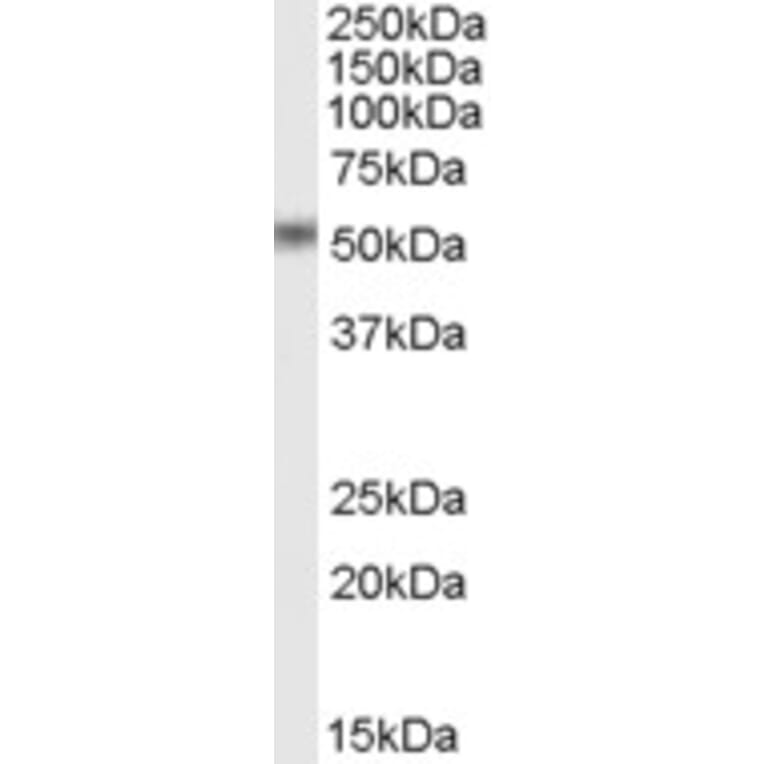 Western Blot - Anti-STEAP4 Antibody (A84383) - Antibodies.com