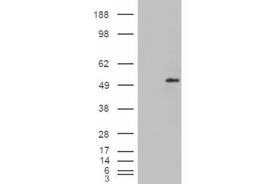 Western Blot - Anti-STEAP4 Antibody (A84383) - Antibodies.com