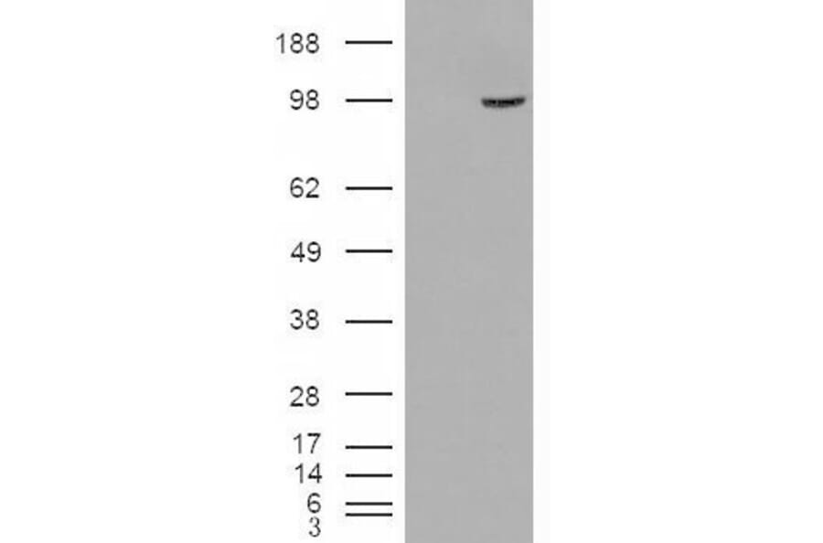 Western Blot - Anti-Smek1 Antibody (A84385) - Antibodies.com