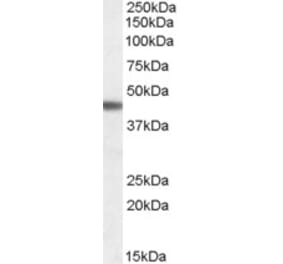 Western Blot - Anti-ADRB3 Antibody (A84392) - Antibodies.com