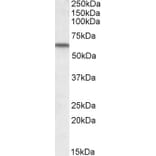 Western Blot - Anti-Vitamin D Binding Protein Antibody (A84394) - Antibodies.com