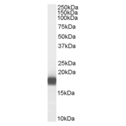 Western Blot - Anti-PLA2G1B Antibody (A84395) - Antibodies.com