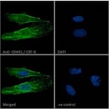 Immunofluorescence - Anti-CRF1/CRHR1 Antibody (A84396) - Antibodies.com