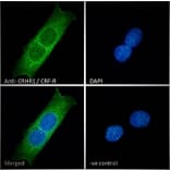 Immunofluorescence - Anti-CRF1/CRHR1 Antibody (A84396) - Antibodies.com