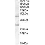 Western Blot - Anti-B3GNT1 Antibody (A84398) - Antibodies.com