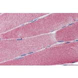 Immunohistochemistry - Anti-Cell Adhesion Molecule 4 Antibody (A84399) - Antibodies.com