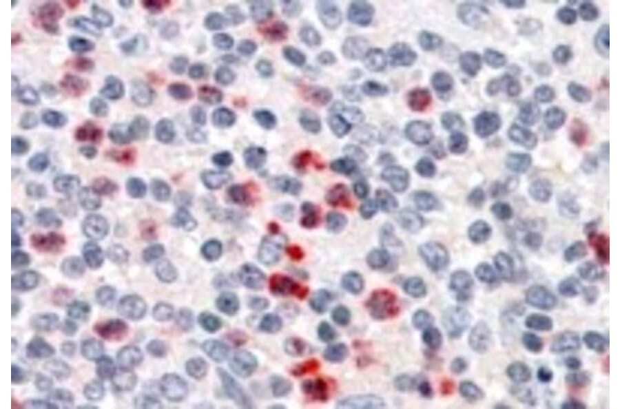 Immunohistochemistry - Anti-PGRPS Antibody (A84402) - Antibodies.com