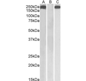 Western Blot - Anti-THBS1 Antibody (A84405) - Antibodies.com