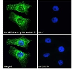 Immunofluorescence - Anti-FGF21 Antibody (A84406) - Antibodies.com