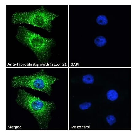 Immunofluorescence - Anti-FGF21 Antibody (A84406) - Antibodies.com