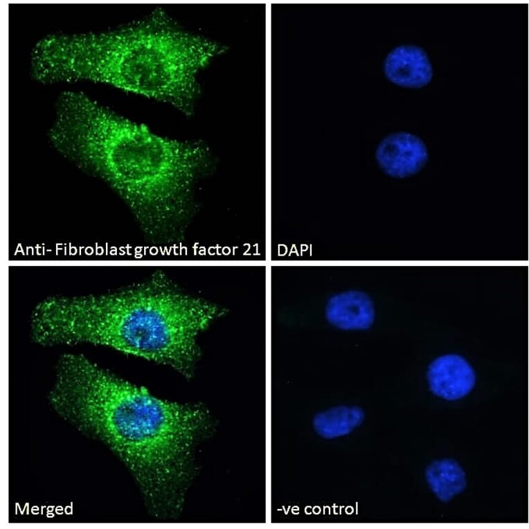 Immunofluorescence - Anti-FGF21 Antibody (A84406) - Antibodies.com