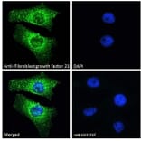 Immunofluorescence - Anti-FGF21 Antibody (A84406) - Antibodies.com