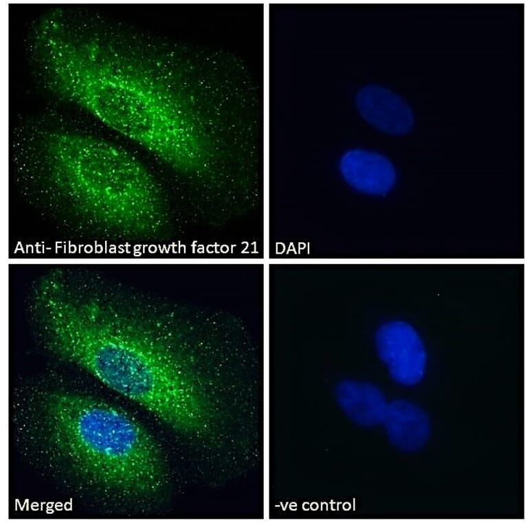 Immunofluorescence - Anti-FGF21 Antibody (A84406) - Antibodies.com