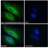 Immunofluorescence - Anti-FGF21 Antibody (A84406) - Antibodies.com