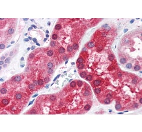 Immunohistochemistry - Anti-ABHD4 Antibody (A84407) - Antibodies.com