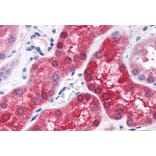 Immunohistochemistry - Anti-ABHD4 Antibody (A84407) - Antibodies.com