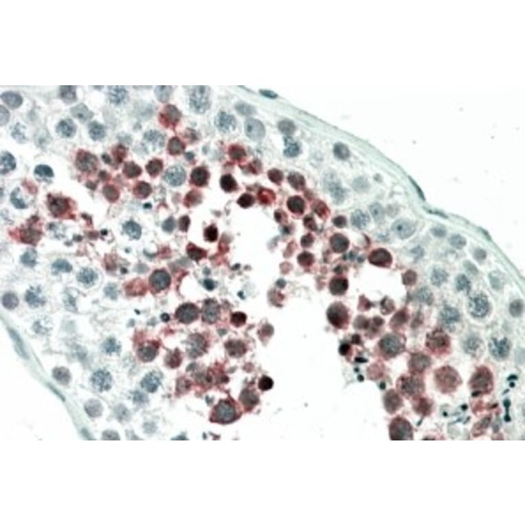 Immunohistochemistry - Anti-MEPCE Antibody (A84408) - Antibodies.com