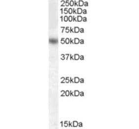 Western Blot - Anti-EGR4 Antibody (A84409) - Antibodies.com