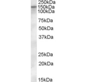 Western Blot - Anti-KCC1 Antibody (A84410) - Antibodies.com