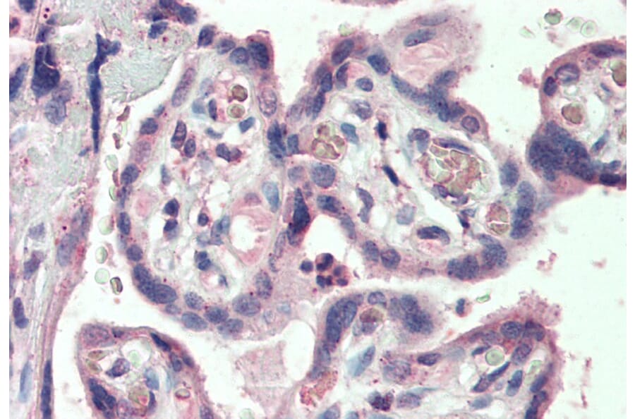 Immunohistochemistry - Anti-KCC1 Antibody (A84410) - Antibodies.com