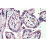 Immunohistochemistry - Anti-KCC1 Antibody (A84410) - Antibodies.com