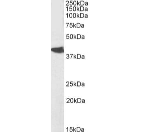 Western Blot - Anti-NODAL Antibody (A84411) - Antibodies.com