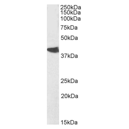 Western Blot - Anti-NODAL Antibody (A84411) - Antibodies.com