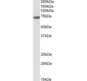 Western Blot - Anti-Bag3 Antibody (A84412) - Antibodies.com