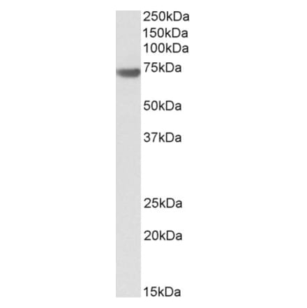 Western Blot - Anti-Bag3 Antibody (A84412) - Antibodies.com