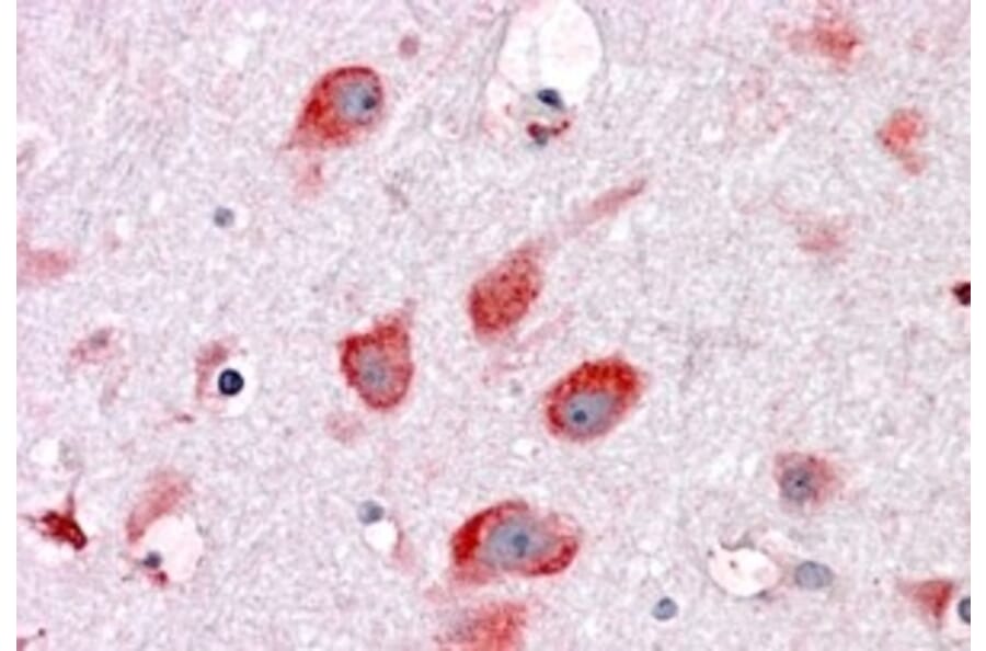 Immunohistochemistry - Anti-RPL22 Antibody (A84413) - Antibodies.com