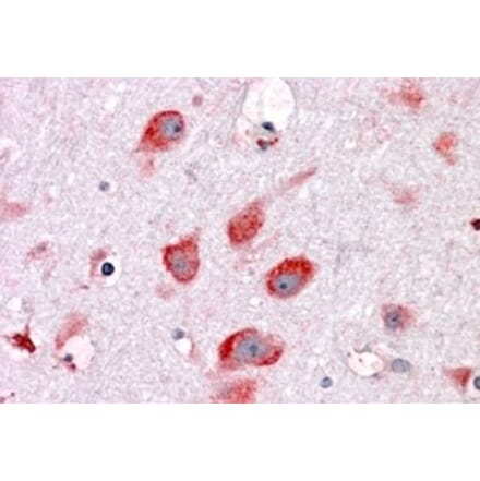 Immunohistochemistry - Anti-RPL22 Antibody (A84413) - Antibodies.com