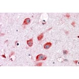 Immunohistochemistry - Anti-RPL22 Antibody (A84413) - Antibodies.com