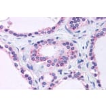 Immunohistochemistry - Anti-RPL22 Antibody (A84413) - Antibodies.com
