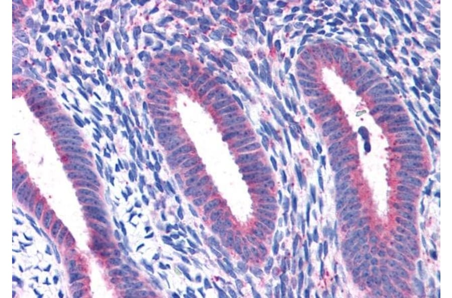 Immunohistochemistry - Anti-RPL22 Antibody (A84413) - Antibodies.com