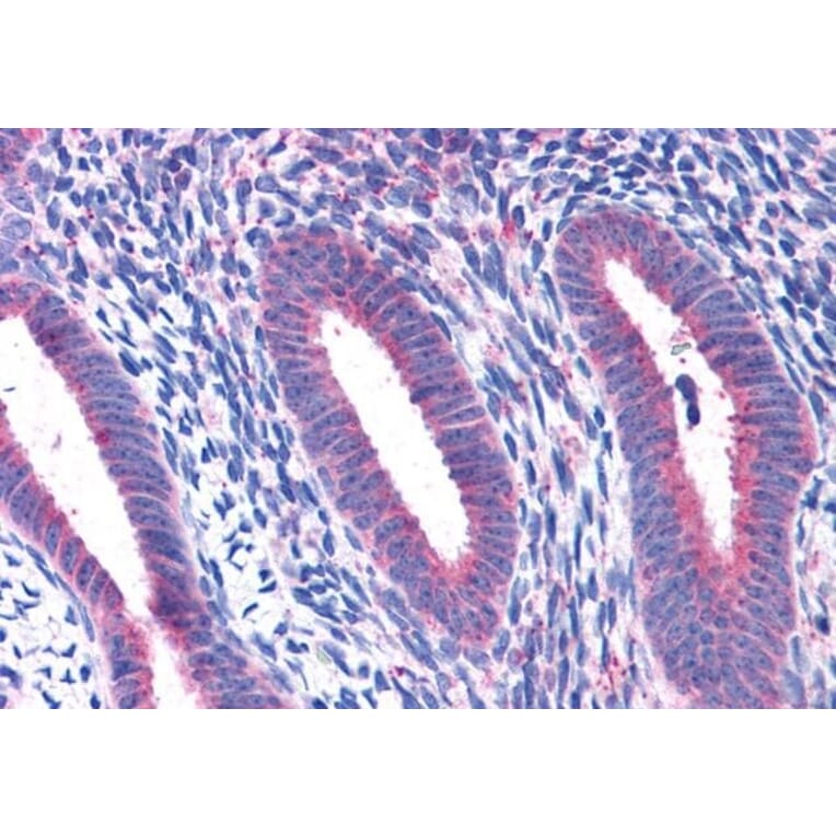 Immunohistochemistry - Anti-RPL22 Antibody (A84413) - Antibodies.com
