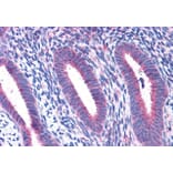 Immunohistochemistry - Anti-RPL22 Antibody (A84413) - Antibodies.com