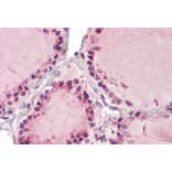 Immunohistochemistry - Anti-TAB3 Antibody (A84414) - Antibodies.com