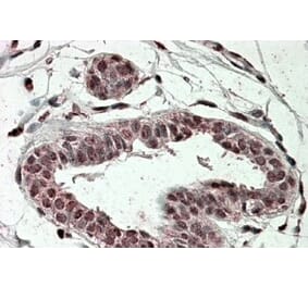 Immunohistochemistry - Anti-TREX2 Antibody (A84418) - Antibodies.com