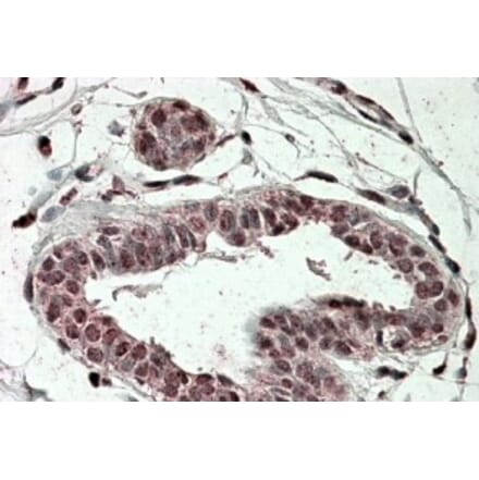 Immunohistochemistry - Anti-TREX2 Antibody (A84418) - Antibodies.com