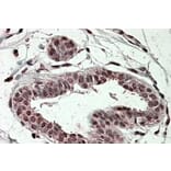 Immunohistochemistry - Anti-TREX2 Antibody (A84418) - Antibodies.com